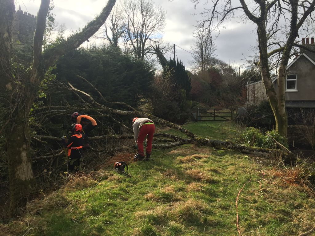 Tree Felling at Churchtown March 2021 The Lynton